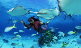 Seychelles, diving