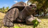 Seychelles, Giant Tortois - Praslin Island
